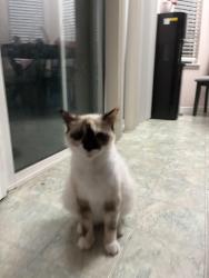 Lost Female Cat last seen Antelope Ca, Antelope, CA 95843