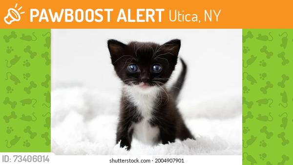 Found/Stray Unknown Cat last seen Beaton Drive & Briarcliff Ave, Utica, NY 13502