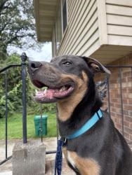 Found/Stray Male Dog last seen Greater Faith Temple Ministries, Riverdale, GA 30274