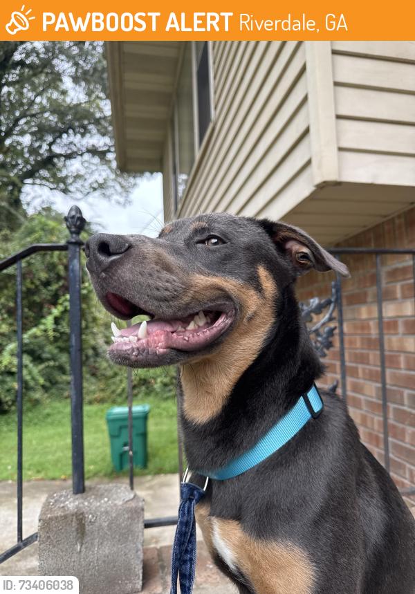 Found/Stray Male Dog last seen Greater Faith Temple Ministries, Riverdale, GA 30274