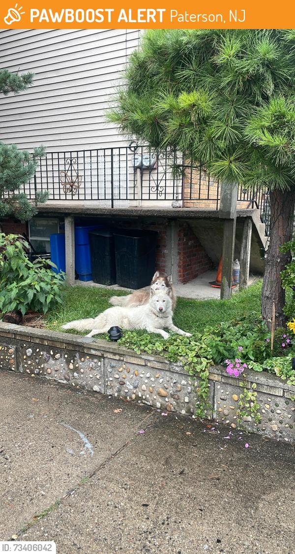 Found/Stray Unknown Dog last seen Trenton ave and Buffalo ave, Paterson, NJ 07503
