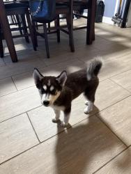 Found/Stray Female Dog last seen Herndon & Fresno st, Fresno, CA 93710