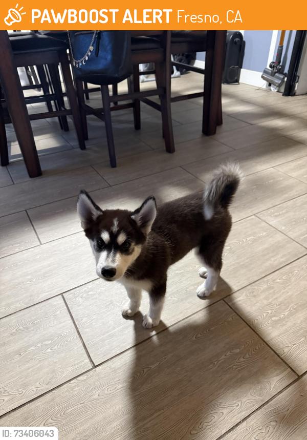 Found/Stray Female Dog last seen Herndon & Fresno st, Fresno, CA 93710
