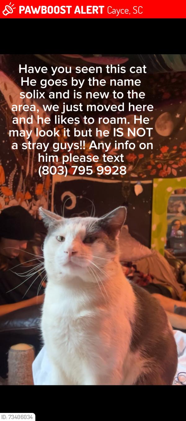 Lost Male Cat last seen 6th street, Cayce, SC 29033