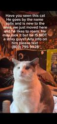Lost Male Cat last seen 6th street, Cayce, SC 29033