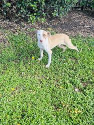 Found/Stray Male Dog last seen Close to dog park behind the bushes, Apopka, FL 32703