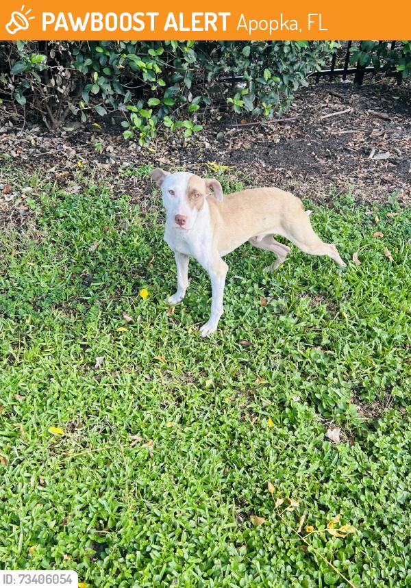 Found/Stray Male Dog last seen Close to dog park behind the bushes, Apopka, FL 32703