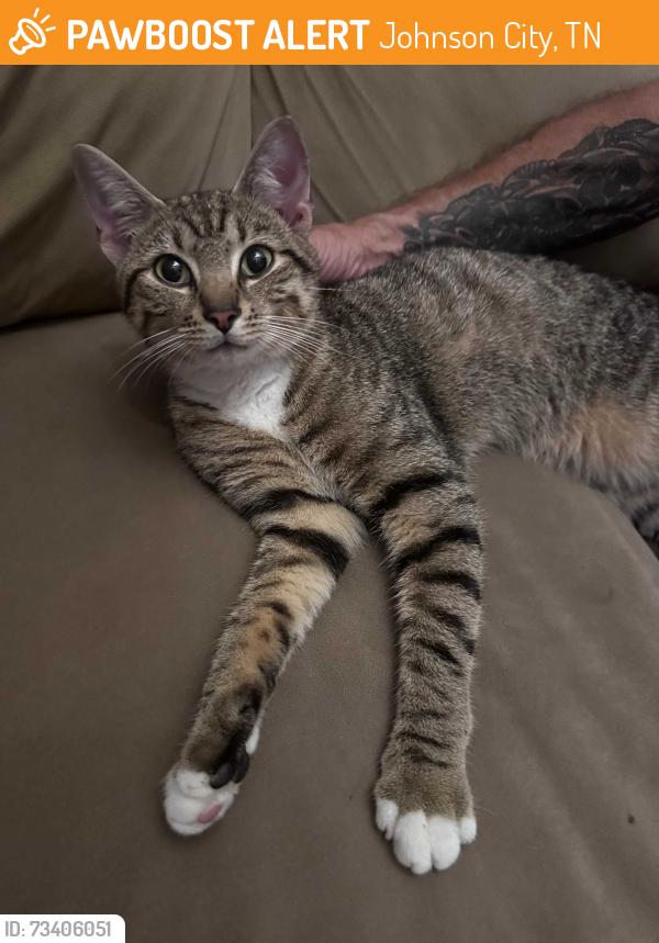 Found/Stray Male Cat last seen Cherokee Garden Subdivision in Johnson City, Johnson City, TN 37604