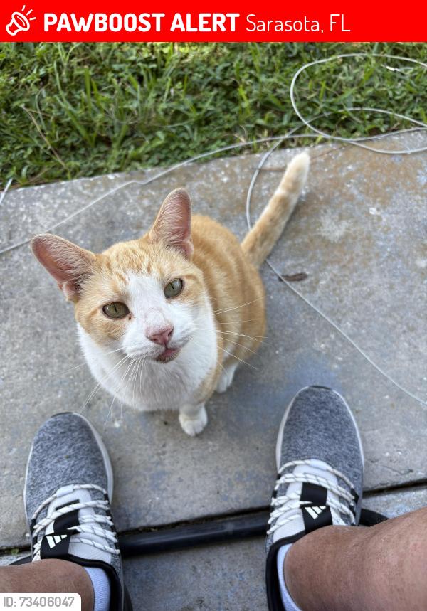 Lost Male Cat last seen Midwest pkwy and Davis blvd Sarasota Fl, Sarasota, FL 34232