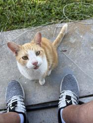 Lost Male Cat last seen Midwest pkwy and Davis blvd Sarasota Fl, Sarasota, FL 34232