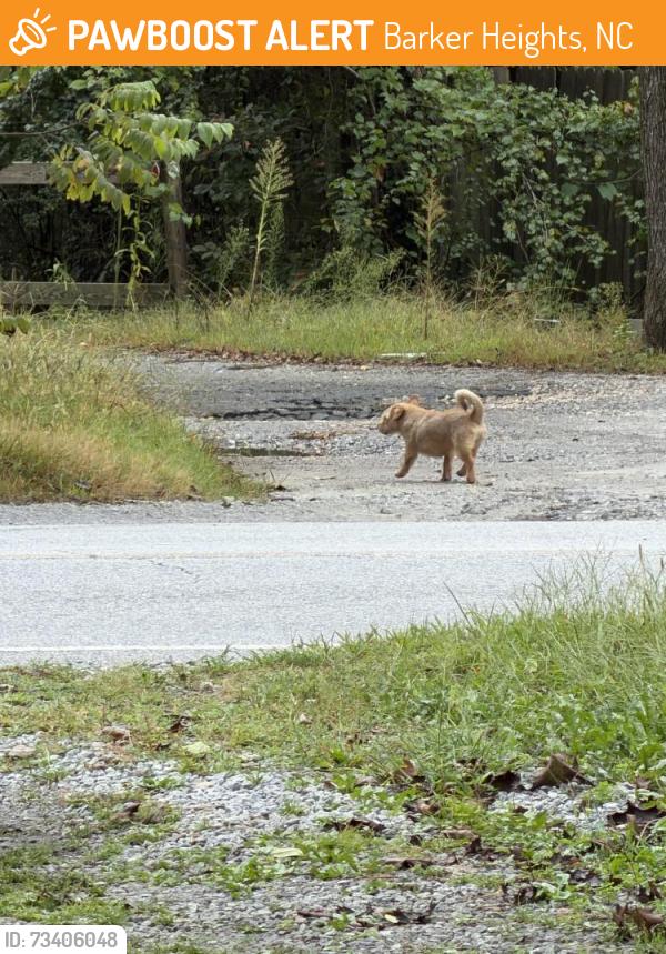 Found/Stray Male Dog last seen Shepherd Street and Brooklyn Avenue, Barker Heights, NC 28792