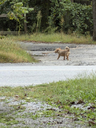 Found/Stray Male Dog last seen Shepherd Street and Brooklyn Avenue, Barker Heights, NC 28792