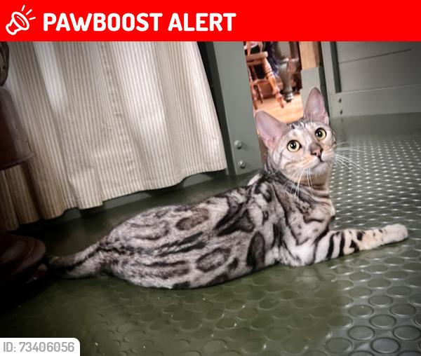 Lost Female Cat last seen Wash behind Riverford Organics farm, Buckfastleigh, England 