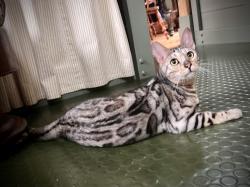 Lost Female Cat last seen Wash behind Riverford Organics farm, Buckfastleigh, England 