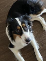 Lost Male Dog last seen Washington, El Cajon, CA 92019
