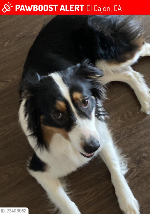 Lost Male Dog last seen Washington, El Cajon, CA 92019