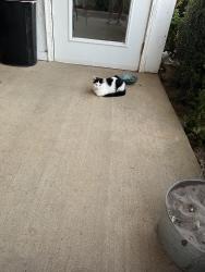 Found/Stray Unknown Cat last seen Feathers chapel, Somerville, TN 38068
