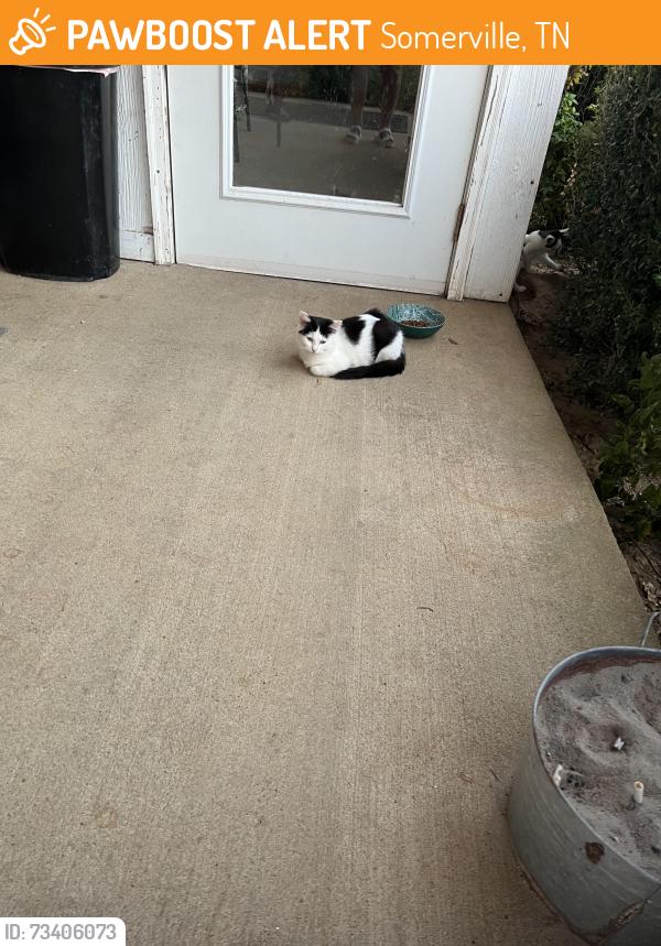 Found/Stray Unknown Cat last seen Feathers chapel, Somerville, TN 38068