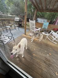 Reunited Female Dog last seen They are in my fenced in back yard!, Glen Allen, VA 23060