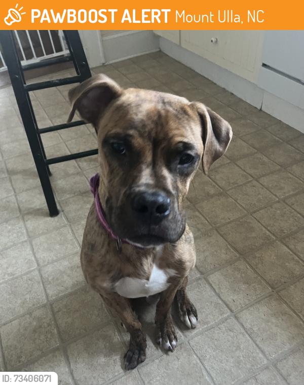 Found/Stray Male Dog last seen Hwy 150 and London Rd, Mount Ulla, NC 28125