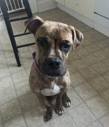 Found/Stray Male Dog last seen Hwy 150 and London Rd, Mount Ulla, NC 28125