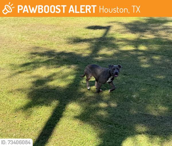 Found/Stray Female Dog last seen Behind McDonalds, Houston, TX 77064