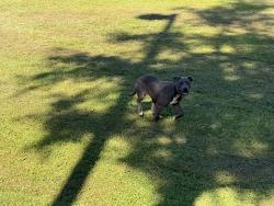 Found/Stray Female Dog last seen Behind McDonalds, Houston, TX 77064
