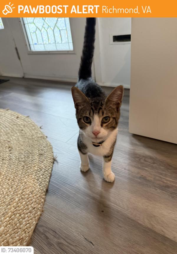 Found/Stray Unknown Cat last seen Montrose Ave, 23222, Richmond, VA 23222