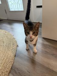 Found/Stray Unknown Cat last seen Montrose Ave, 23222, Richmond, VA 23222