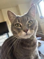 Lost Female Cat last seen Carlton Ave and Greenbrook, Evesham, NJ 08053