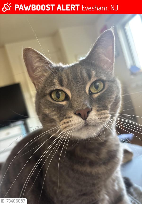 Lost Female Cat last seen Carlton Ave and Greenbrook, Evesham, NJ 08053
