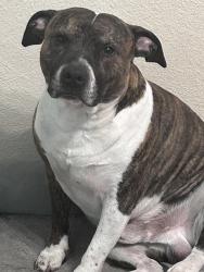 Reunited Male Dog last seen Washington st and Blanton, Sherman, TX 75092