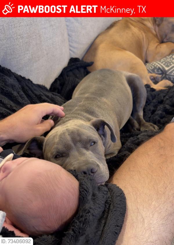 Lost Male Dog last seen Near w erwin ave McKinney Texas 75069, McKinney, TX 75069