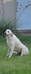 Lost Male Dog last seen 45th and western, Amarillo, TX 79109