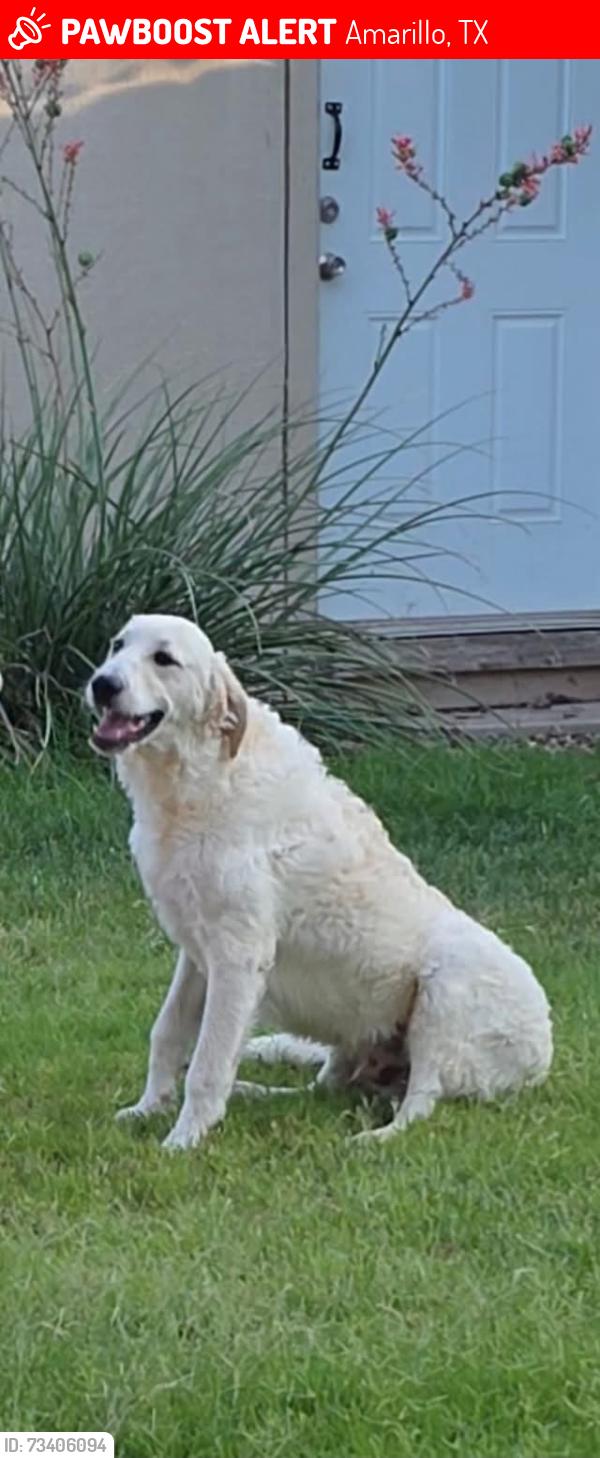 Lost Male Dog last seen 45th and western, Amarillo, TX 79109
