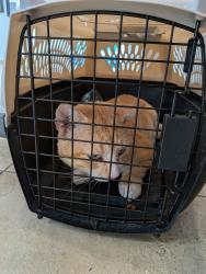 Found/Stray Male Cat last seen Watson Rd, Von Ormy, TX 78073