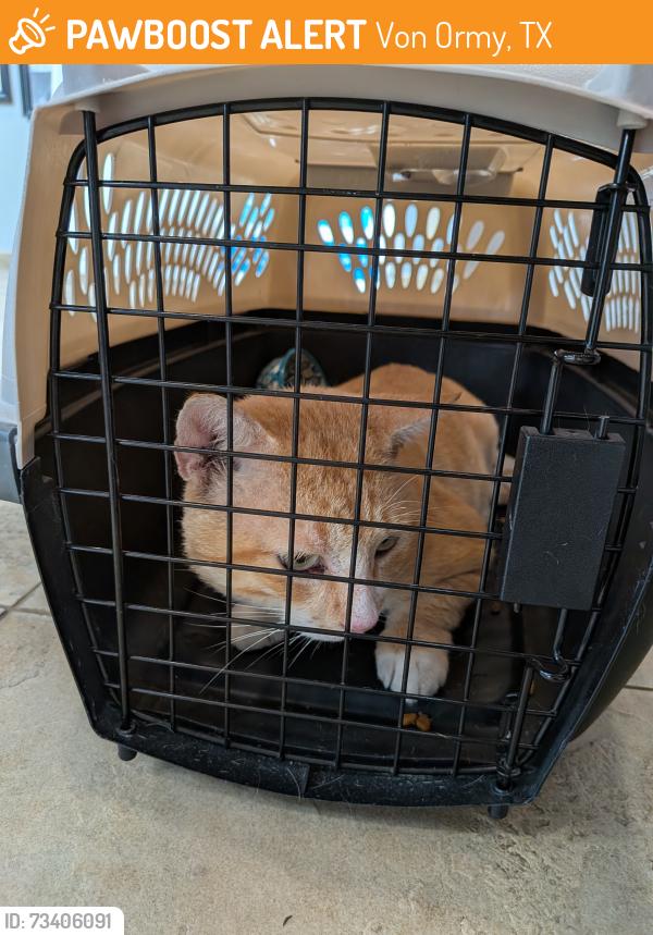 Found/Stray Male Cat last seen Watson Rd, Von Ormy, TX 78073