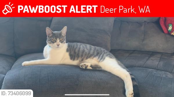 Lost Male Cat last seen Deer park Milan, Perry road, Deer Park, WA 99006
