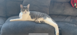 Lost Male Cat last seen Deer park Milan, Perry road, Deer Park, WA 99006