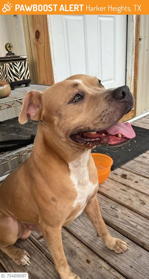 Found/Stray Male Dog last seen Verna Lee and Indian Trail, Harker Heights, TX 76548