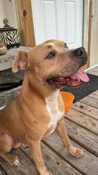 Found/Stray Male Dog last seen Verna Lee and Indian Trail, Harker Heights, TX 76548