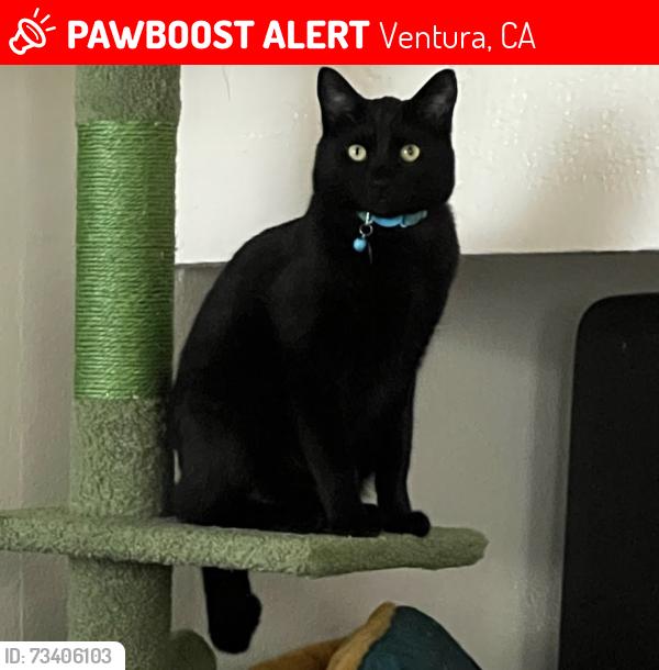 Lost Male Cat last seen Halifax and Petit behind the Grocery Outlet, Ventura, CA 93004