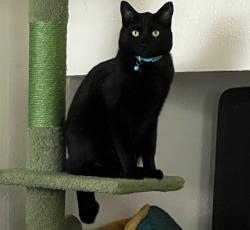 Lost Male Cat last seen Halifax and Petit behind the Grocery Outlet, Ventura, CA 93004