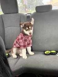 Lost Male Dog last seen Near Sixth St SW Cedar Rapids, IA 52404, Cedar Rapids, IA 52404