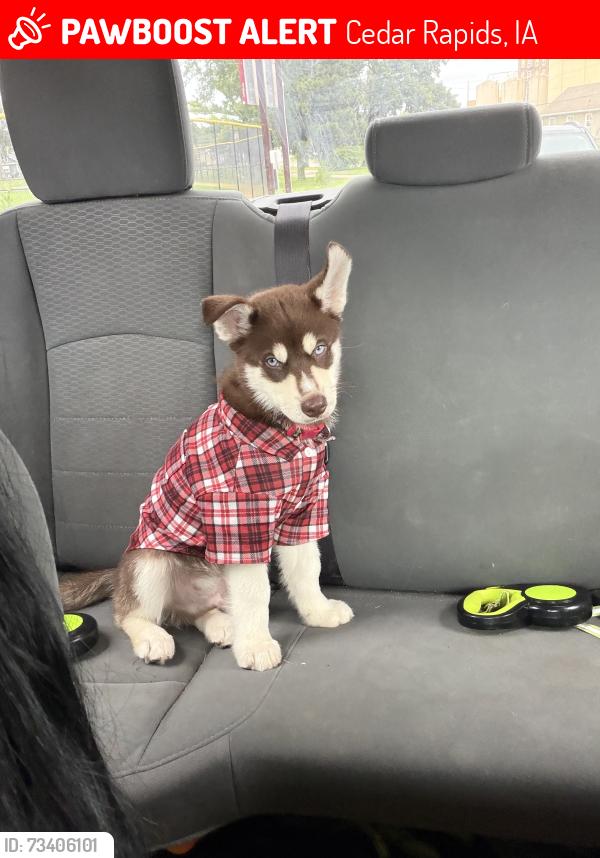Lost Male Dog last seen Near Sixth St SW Cedar Rapids, IA 52404, Cedar Rapids, IA 52404