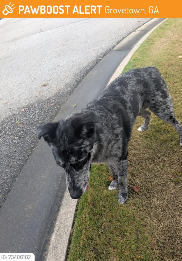 Found/Stray Male Dog last seen Crown Heights way and William Few, Grovetown, GA 30813