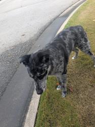 Found/Stray Male Dog last seen Crown Heights way and William Few, Grovetown, GA 30813