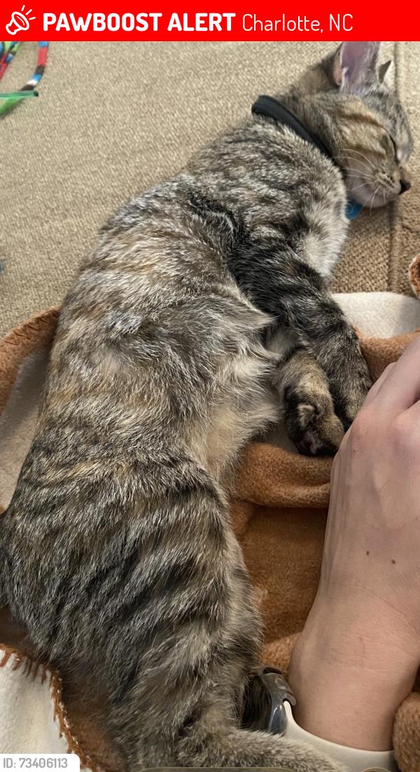 Lost Female Cat last seen Near annsdale lane, Charlotte, NC 28273
