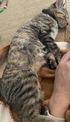 Lost Female Cat last seen Near annsdale lane, Charlotte, NC 28273