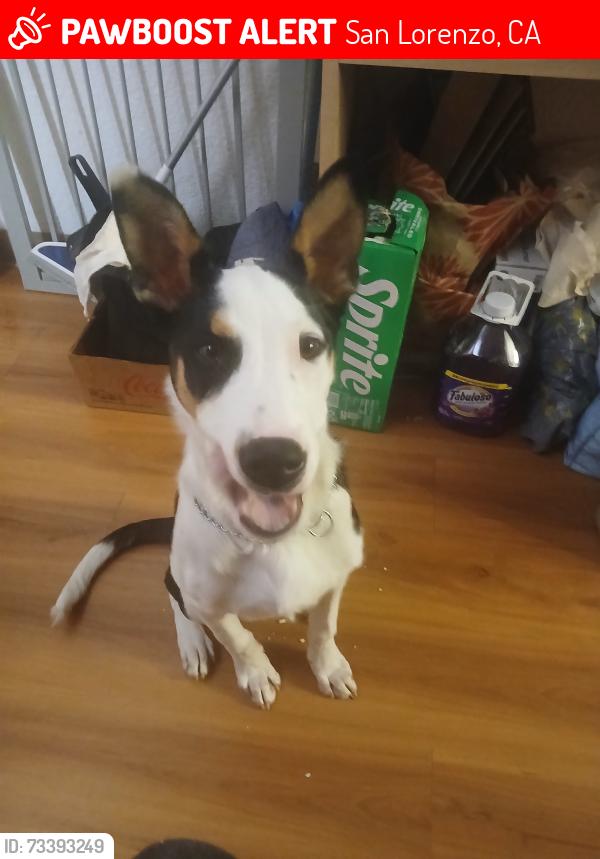 Lost Male Dog last seen Hesperian Blvd San Lorenzo, ca, San Lorenzo, CA 94580